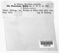 Puccinia ribis image